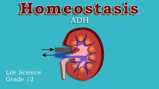 Endocrine System and Homeostasis  Osmoregulations  ADH  Life science grade 12 [upl. by Asit]