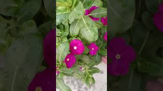 Care about vinca plant meditional plant gardningtips trendingshorts [upl. by Greenwell]