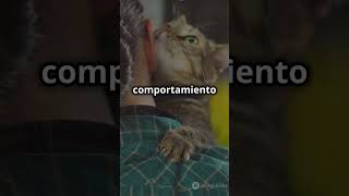 ¿Por qué los gatos se frotan contra tus piernas 🐱 gatos curiosidades datoscuriosos cat [upl. by Brannon]