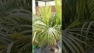 gardening indoorplants gardeningtips arica palm 🌴 [upl. by Romeon]