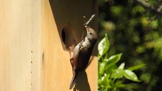 Troglodyte familier chant  House Wren Song [upl. by Nnylaj158]