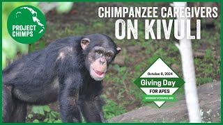 Caregivers tell you all about KIVULI our youngest chimpanzee [upl. by Nilrem357]