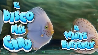 🐟 CONOCE Al PEZ DISCO MÁS CARO del MUNDO el WHITE BUTTERFLY 🐠🌿 peces discos aquariumfish [upl. by Analli]