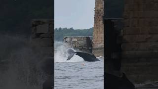 A whale came into the Piscataqua River today to eat all the pogies shorts nature fishing [upl. by Ahsonek]