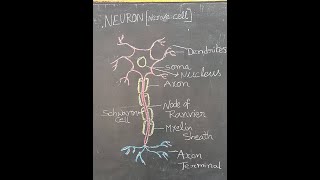 Nerve cell Neuron drawing in simple and systematic way [upl. by Adnuhsar]