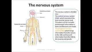 Biopsychology AQA A level [upl. by Mialliw567]