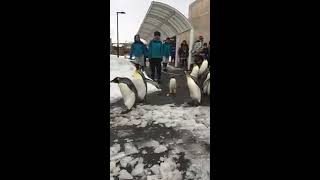 Penguin March at Asahikawa Zoo [upl. by Egor]