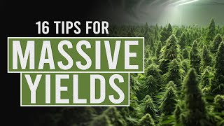 16 tips for Bigger Cannabis Yields [upl. by Voleta667]