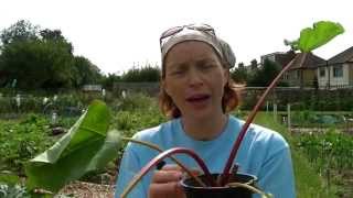 How To Plant Rhubarb  Claires Allotment Part 237 [upl. by Eceinehs794]