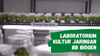 Perbanyakan Bibit Melalui Kultur Jaringan pisang anggrek dan porang [upl. by Shinberg]