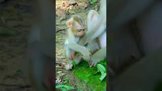 Adorable Julina Baby Monkey Feels Alone monkey cuteanimals cute [upl. by Fiorenza]