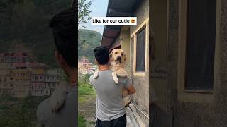 Tujhko meri jarurat 😂  labra rubi  youtubeshorts shorts labrador dog funny cute memes [upl. by Adnilemreh]