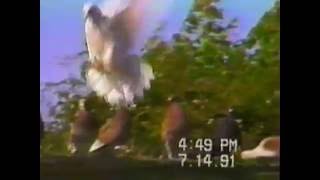 1991 Grandpas Rollers Video From Breeder David R Kies  Henriksen Family [upl. by Avitzur94]