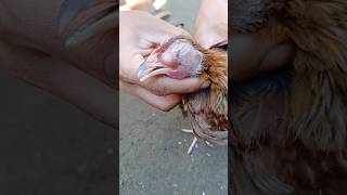 Coryza Disease in poultry farm chicken poultry farming birds poultryfood poultaryfarm [upl. by Ahsikal]