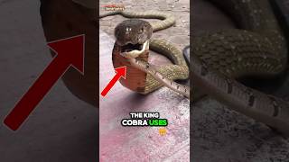 King Cobra vs Black Mamba Whos the Real King🤔 [upl. by Lyrradal]