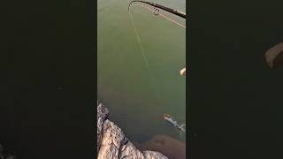 Golden Mahseer Fishing video  in Spinner Bait lure GoldenProFishing [upl. by Ahsiekal]