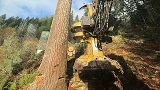 TIGERCAT 870C CUTS 250ft TREE [upl. by Uel]