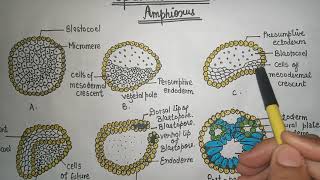 Gastrulation in Amphioxus  gastrulation [upl. by Florencia235]