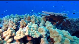 Even healthy corals have viruses  Science Nation [upl. by Paik]