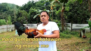 TIPS PAANO GUMANDA KATAWAN NG INYONG MANOK l Boss Noli Vlog [upl. by Berglund]