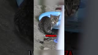 Este gato no sabía que su mamá habia fallecido😭😭😭 gatos tiernos perro tierno cat gatosyperros [upl. by Ventre]