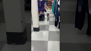 Small service dog in training with wheelchair goes through tight spaces in the store [upl. by Lombard66]