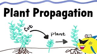 How To Propagate Aquarium Plants [upl. by Calvert]