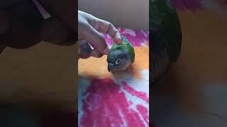 Green cheek conur slow motion video [upl. by Aelahc]