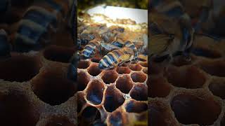 First close up bees bee honey beekeeping nature apicultura life close [upl. by Cirdet715]