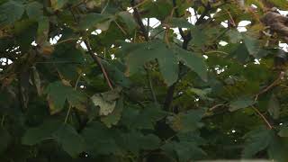 Twobarred Greenish Warbler YWT Spurn Nature Reserve 17th Oct 2021 [upl. by Jasmin]