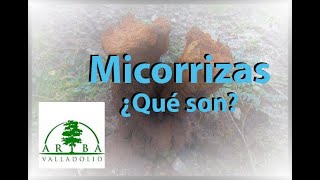 Micorrizas ¿qué son [upl. by Lynnell]