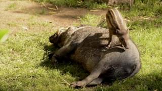 Rare Visayan warty piglet meets dad for the first time [upl. by Sedgewake]