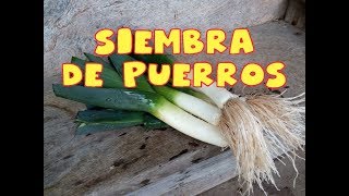 Como sembrar Puerros  Tu Huerto fácil  cultivando [upl. by Kimura834]