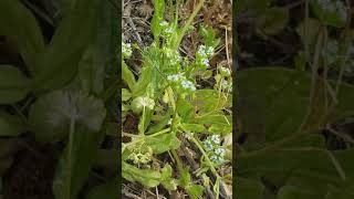 La Mâche  Plante Potagère Médicinale  Lambs Lettuce Medicinal Vegetable Plant [upl. by Yardley]