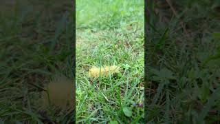 American Dagger Moth Caterpillar [upl. by Yllim318]