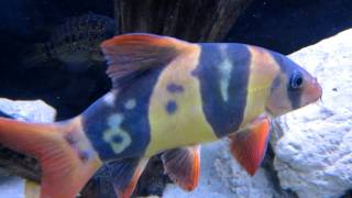 My Huge Clown Loach  Around 10 inches and lots of personality [upl. by Taam]