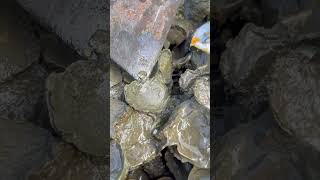 Oyster A lot After The Sea Low Tide oysters usa 100kviews fyp viral tiktok ur uk us [upl. by Hynes]