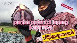 Pantes petani di jepang berani bayar puluhan juta ke karyawannyapertanian nagano [upl. by Bethina]