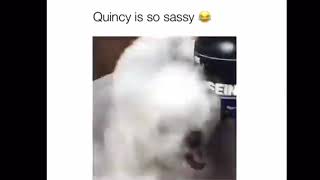 Quincy the sassy dog [upl. by Battiste]