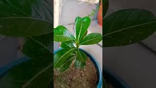 Adenium Plant Growth adenium gardening [upl. by Drucy]