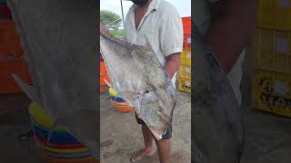 Giant trevally fish  ungal meenavan pallikaranai [upl. by Ailerua187]