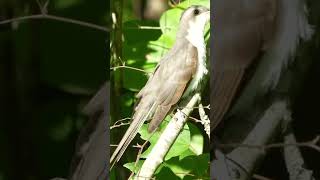 Yellowbilled cuckoo [upl. by Ydospahr]