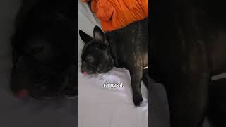 I napped 😴 shorts dogs frenchbulldog [upl. by Cita628]