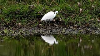 Plumed Egret at Archerfield Wetlands [upl. by Baese]