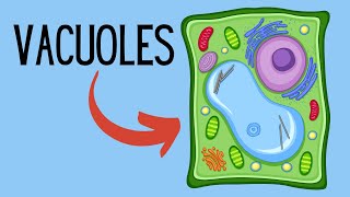 Functions of Vacuoles [upl. by Garland627]