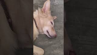 Padukunnado melukugha unnado 🐾simba streetdogs puppies petlover dogshorts sleeping funny [upl. by Karalynn]