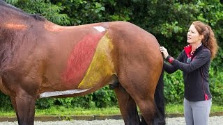 Videoblog Gisella Bartels Train de buik en rugspieren van je paard 1 [upl. by Airoled]