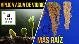 💎¿Por qué Debes Aplicar AGUA DE VIDRIO en tus CULTIVOS  🍂🍃 Manejo de Enfermedades en Plantas [upl. by Eiral76]