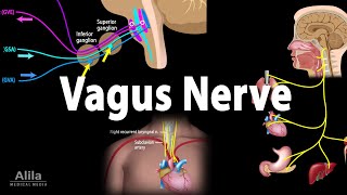 Vagus Nerve  Neuroanatomy and Functions Animation [upl. by Annayrb652]