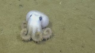 Up Close with a Graneledone Octopus  Nautilus Live [upl. by Shiau]